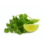 Cilantro