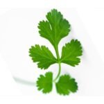 Coriander