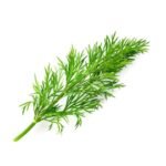 Dill