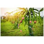 Dragon Fruits x2 - Image 2