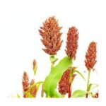 Sorghum - Image 2